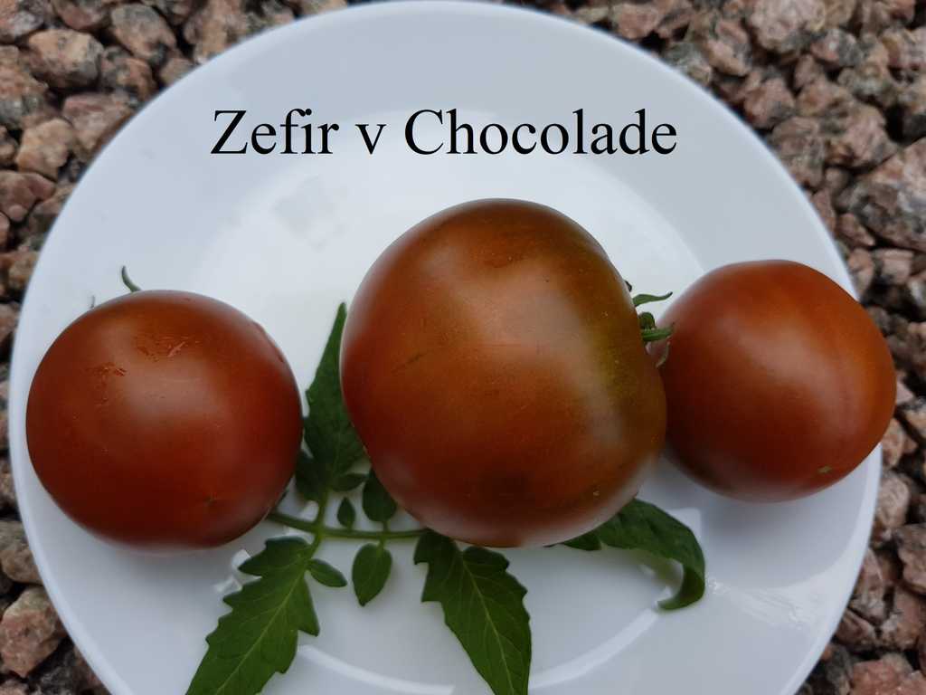 Zefir v Chocolade